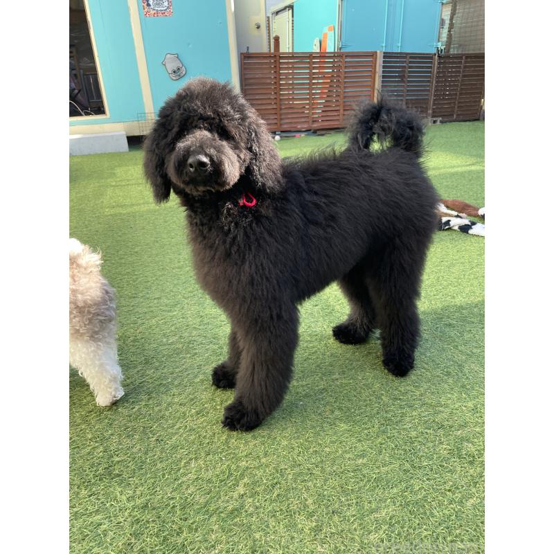 販売中の茨城県のスタンダードプードル-407410