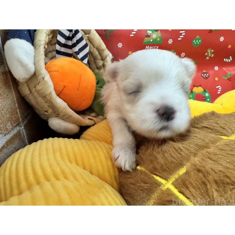 販売中の茨城県のマルチーズ-429725の4枚目