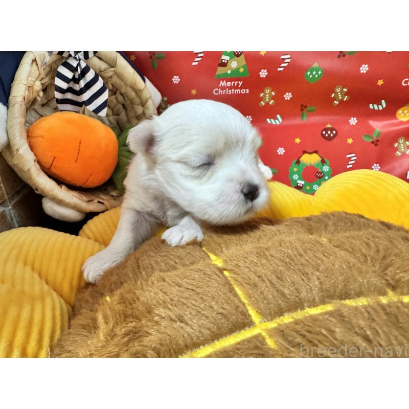 販売中の茨城県のマルチーズ-429725の3枚目