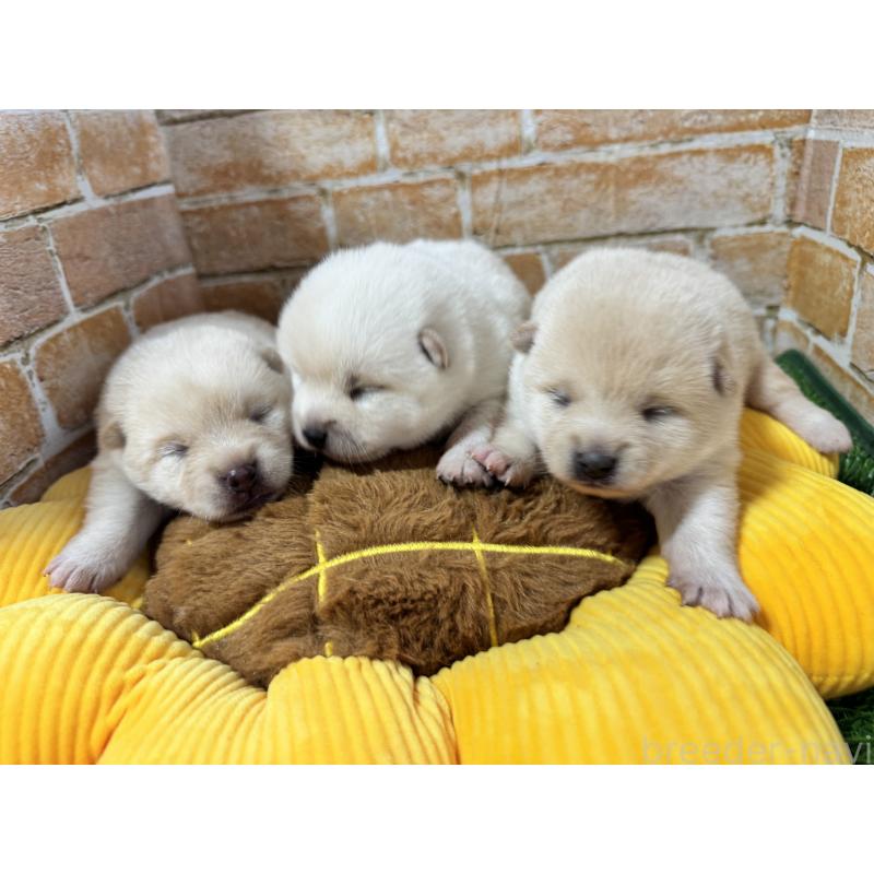 販売中の茨城県のミックス犬-429728