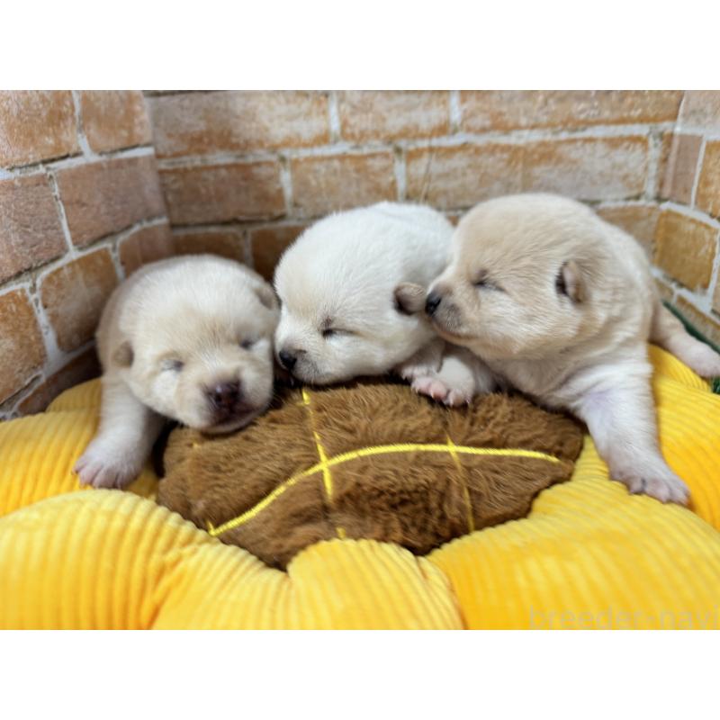 販売中の茨城県のミックス犬-429728の7枚目