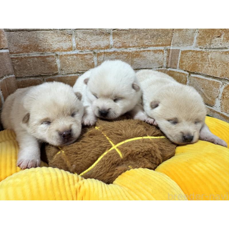 販売中の茨城県のミックス犬-429728の6枚目