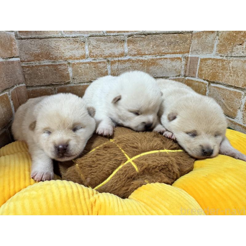 販売中の茨城県のミックス犬-429728の5枚目