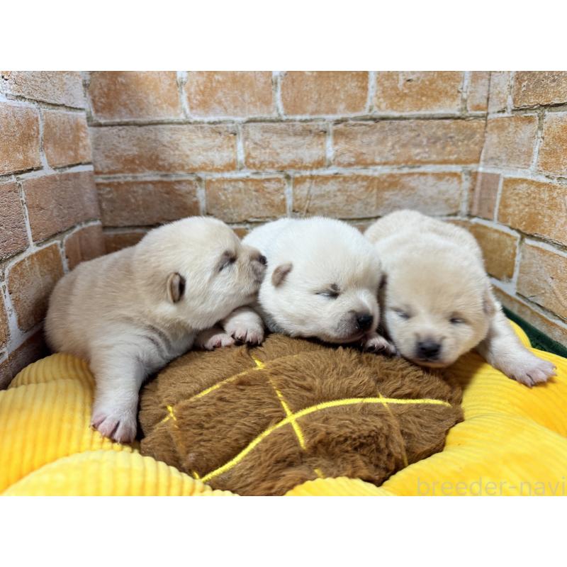 販売中の茨城県のミックス犬-429728の4枚目