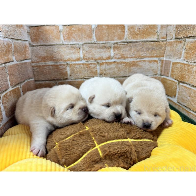 販売中の茨城県のミックス犬-429728の3枚目