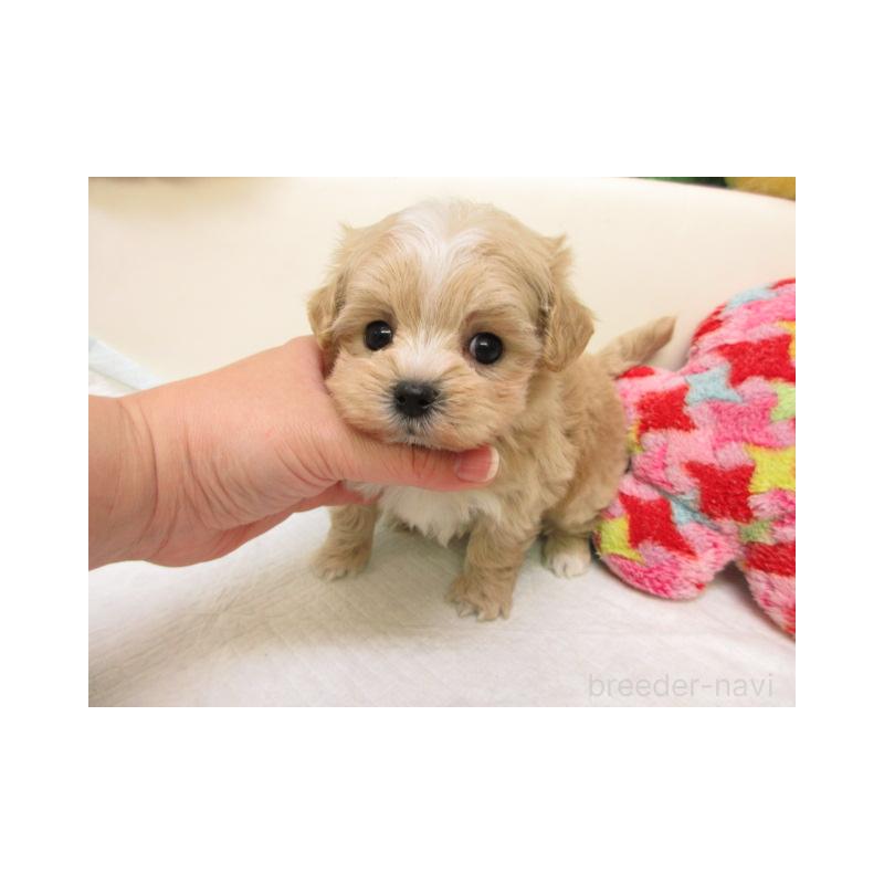 販売中の大阪府のマルプー:マルチーズ×トイプードル-429727の2枚目