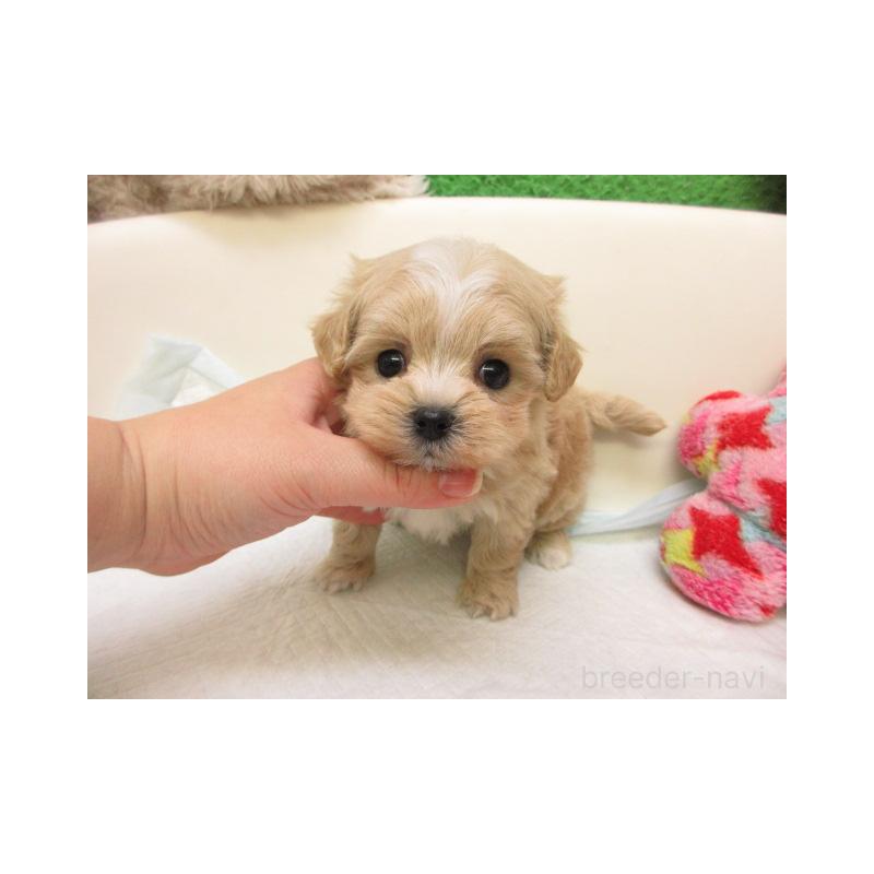 販売中の大阪府のマルプー:マルチーズ×トイプードル-429727の1枚目