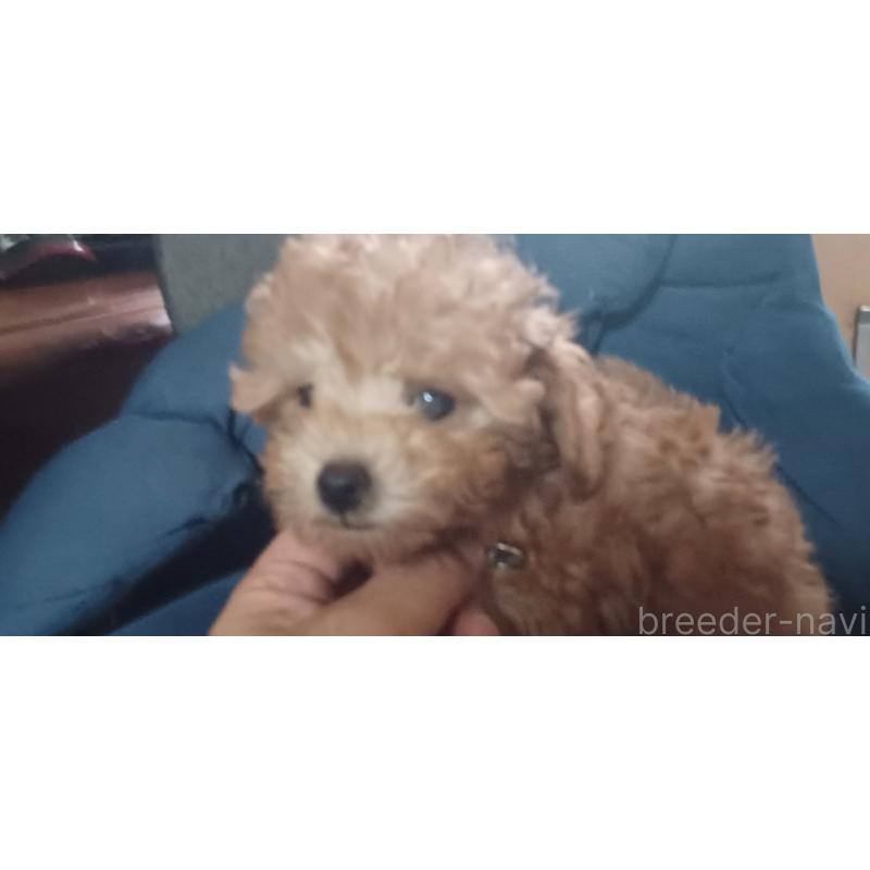 販売中の福井県のトイプードル-429731の8枚目