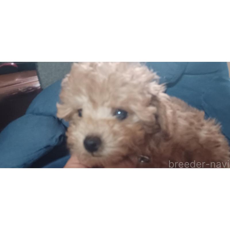 販売中の福井県のトイプードル-429731の7枚目
