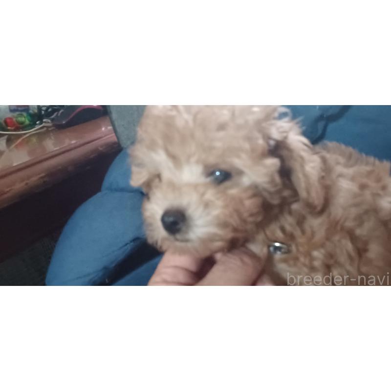 販売中の福井県のトイプードル-429731の5枚目