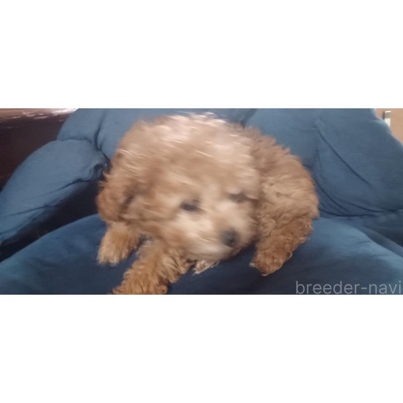 販売中の福井県のトイプードル-429731の4枚目
