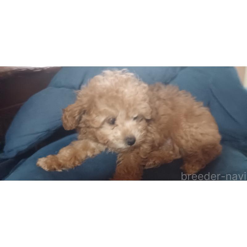 販売中の福井県のトイプードル-429731の3枚目