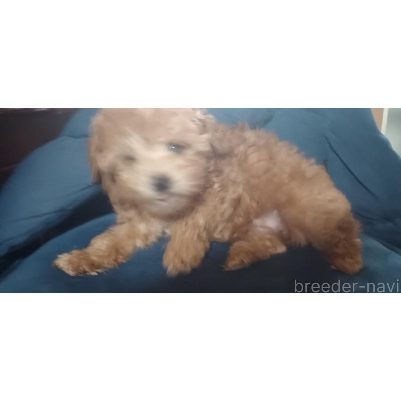 販売中の福井県のトイプードル-429731の2枚目