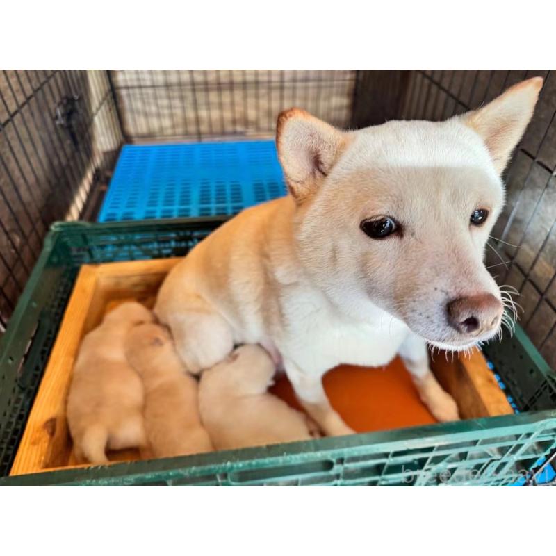 販売中の茨城県のミックス犬-429728の2枚目
