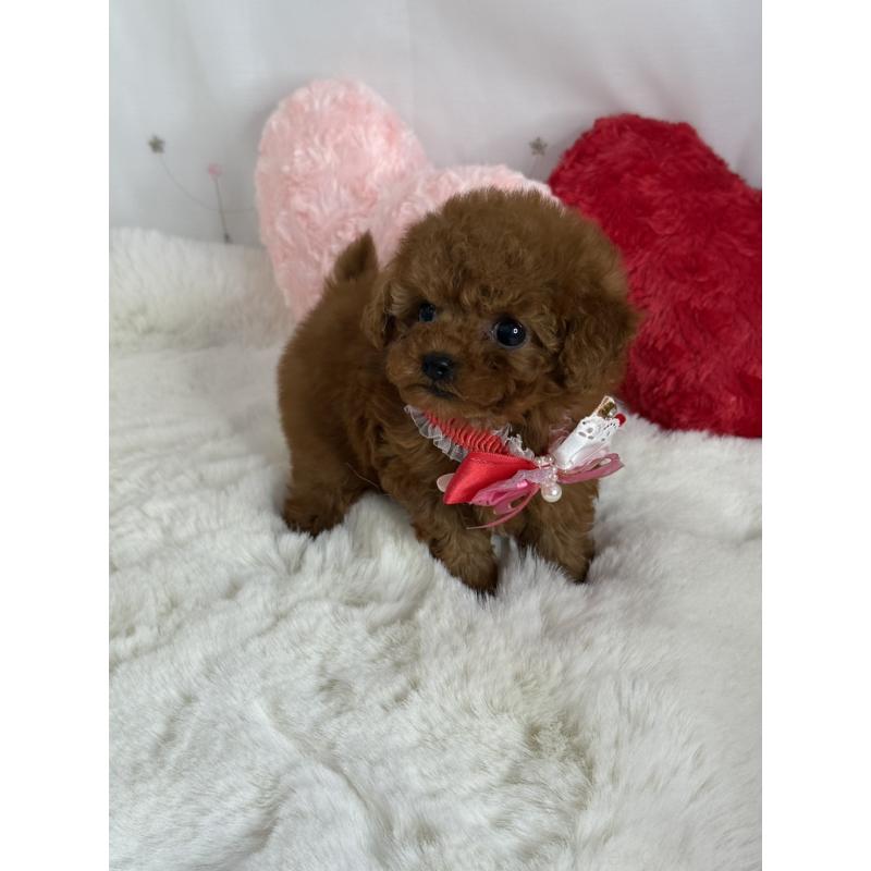 販売中の大阪府のティーカッププードル-429729の1枚目