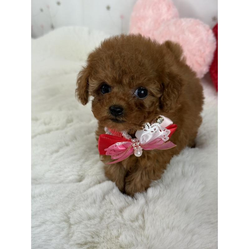 販売中の大阪府のティーカッププードル-429729の8枚目