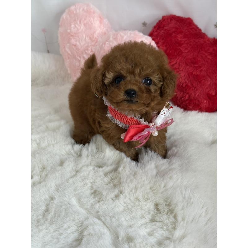 販売中の大阪府のティーカッププードル-429729の7枚目