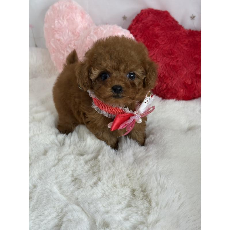 販売中の大阪府のティーカッププードル-429729の6枚目