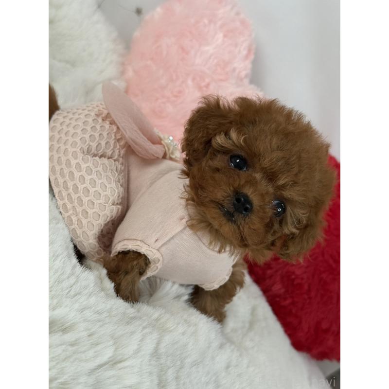 販売中の大阪府のティーカッププードル-429729の5枚目