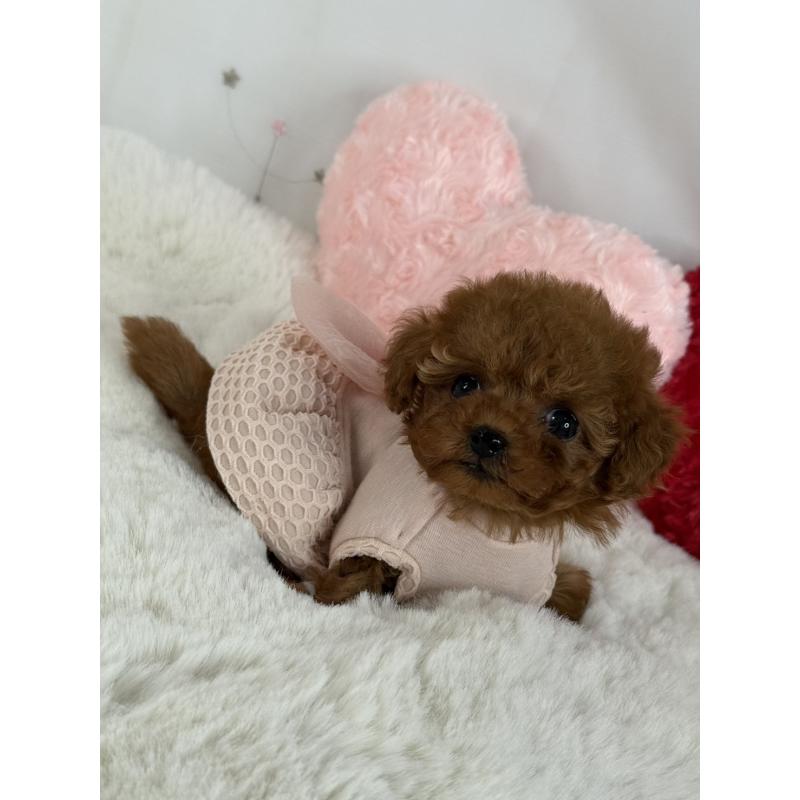 販売中の大阪府のティーカッププードル-429729の4枚目