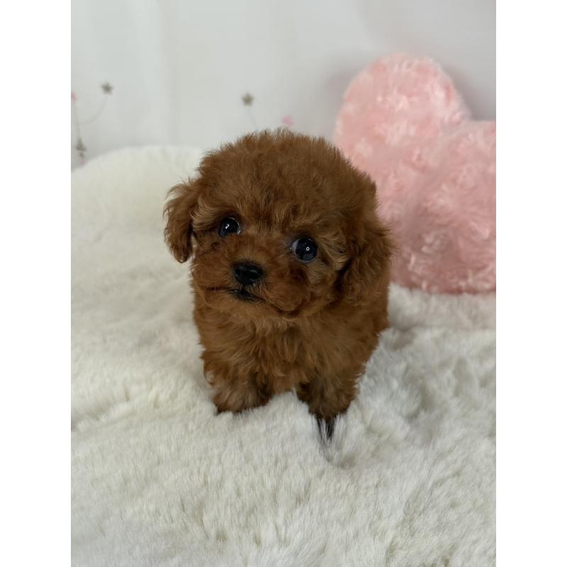 販売中の大阪府のティーカッププードル-429729の3枚目