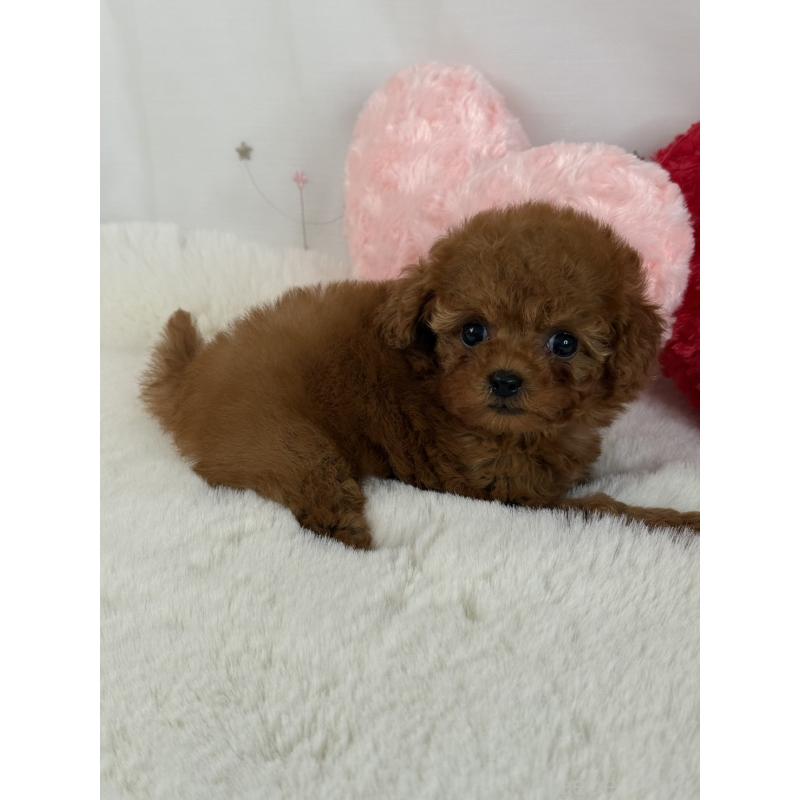 販売中の大阪府のティーカッププードル-429729の2枚目