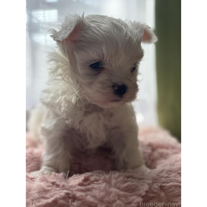 販売中の福岡県のマルチーズ-429732の6枚目