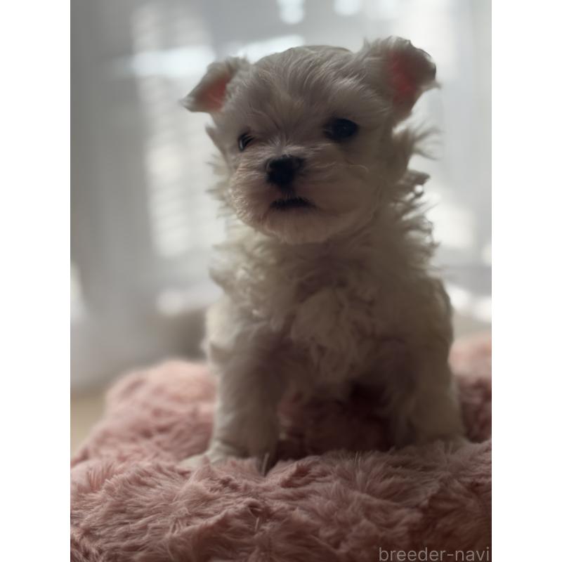 販売中の福岡県のマルチーズ-429732の4枚目