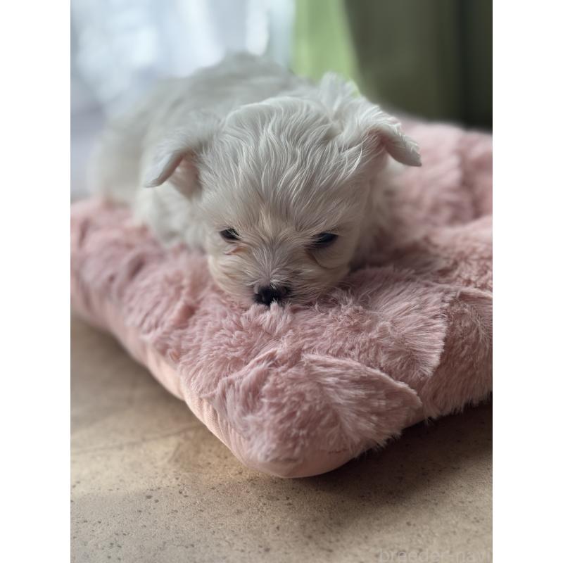 販売中の福岡県のマルチーズ-429732の3枚目