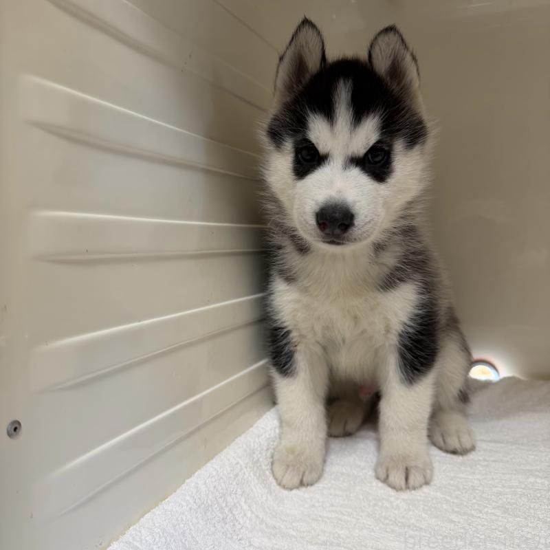 販売中の三重県のシベリアンハスキー-429730の6枚目