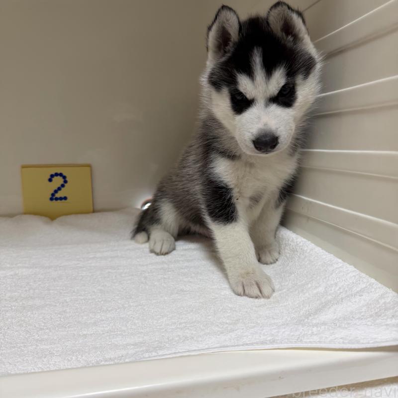 販売中の三重県のシベリアンハスキー-429730の4枚目