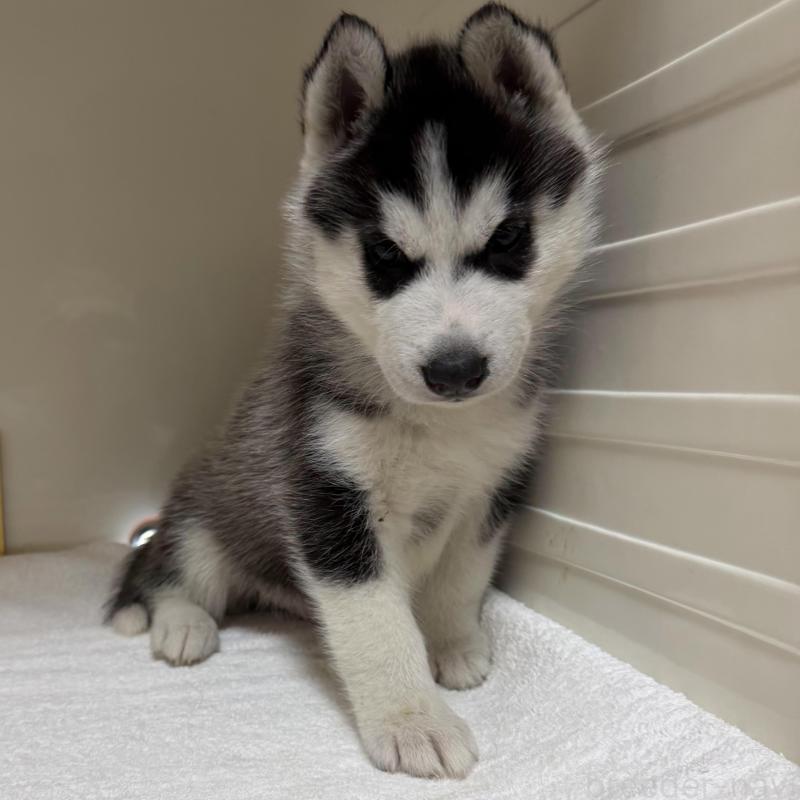 販売中の三重県のシベリアンハスキー-429730の3枚目