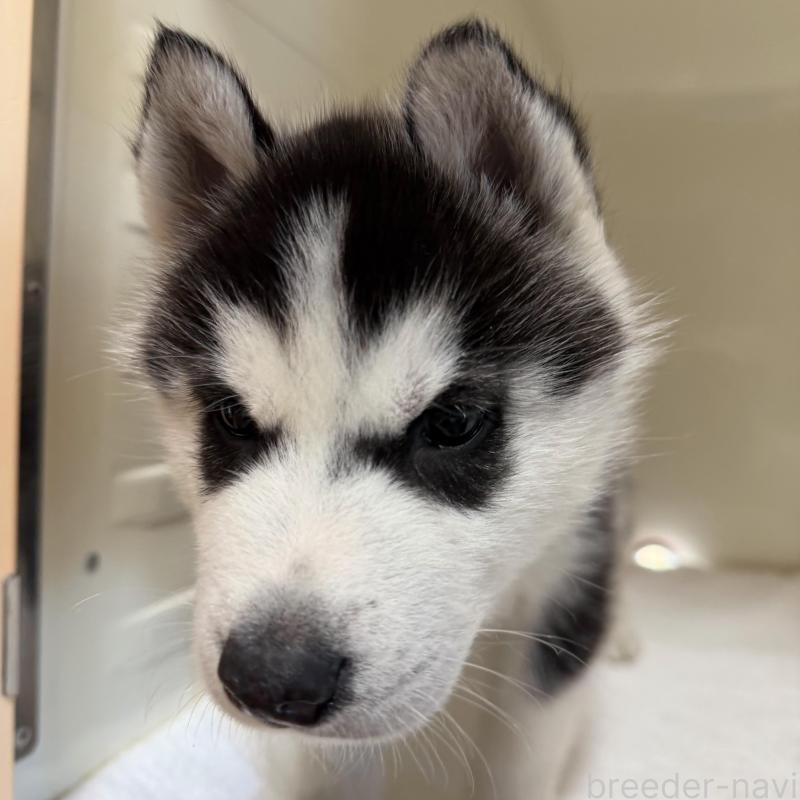 販売中の三重県のシベリアンハスキー-429730の2枚目