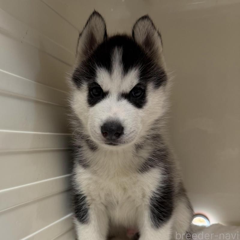 販売中の三重県のシベリアンハスキー-429730