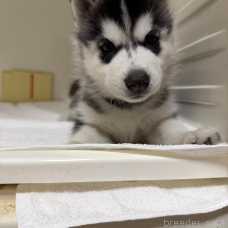 販売中の三重県のシベリアンハスキー-429733の6枚目