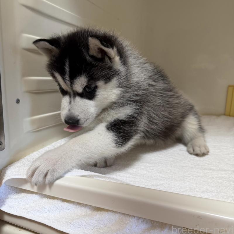 販売中の三重県のシベリアンハスキー-429733の5枚目