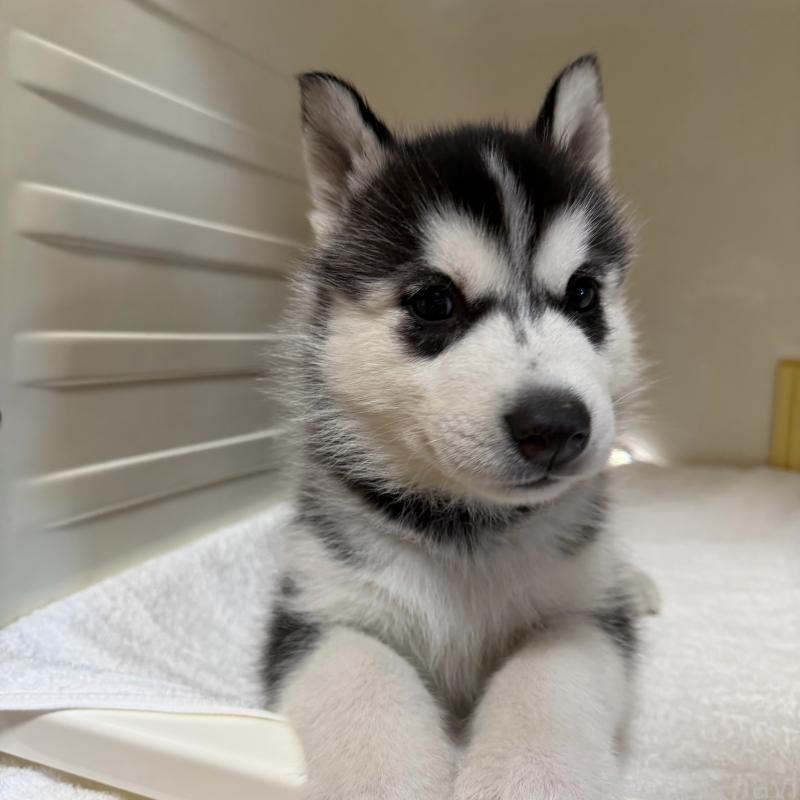 販売中の三重県のシベリアンハスキー-429733