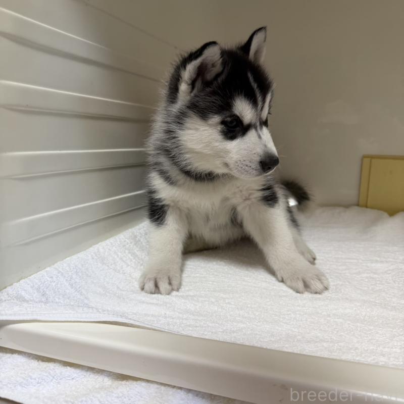 販売中の三重県のシベリアンハスキー-429733の4枚目