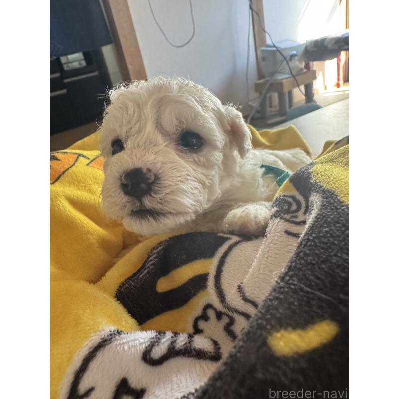 販売中の徳島県のビションフリーゼ-425691