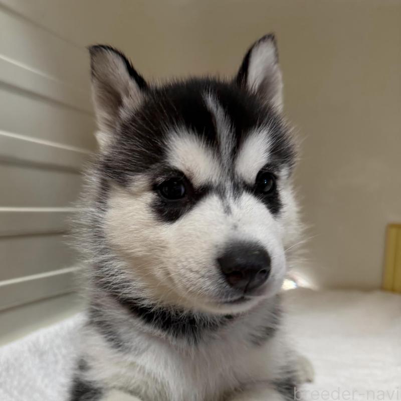 販売中の三重県のシベリアンハスキー-429733の3枚目