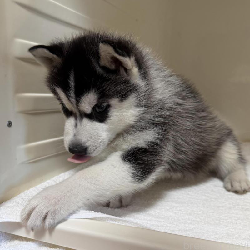 販売中の三重県のシベリアンハスキー-429733の2枚目