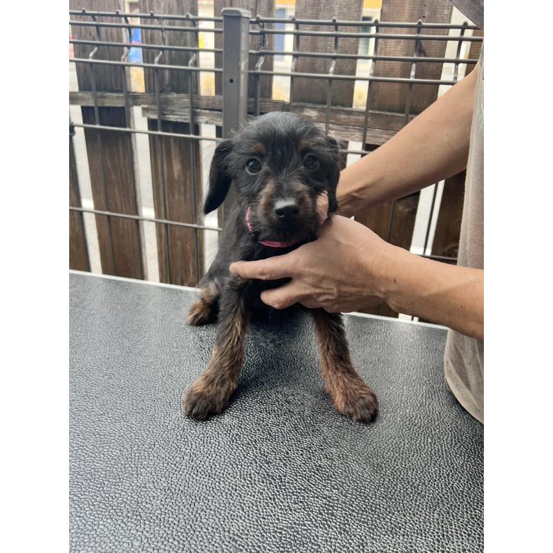 販売中の滋賀県のミックス犬-429734の3枚目