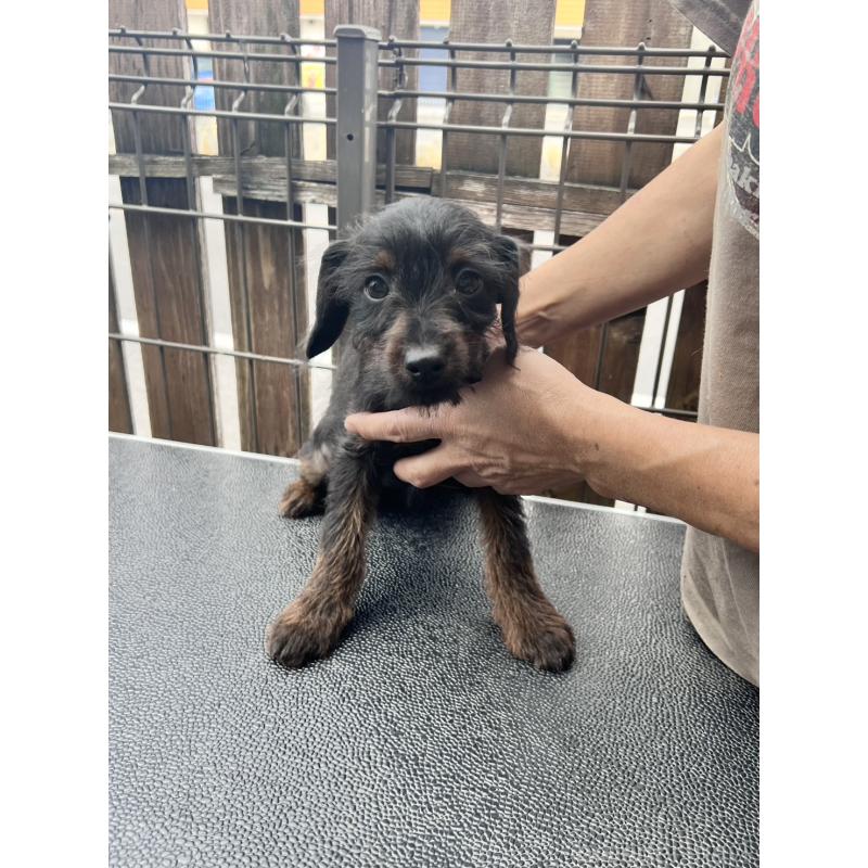 販売中の滋賀県のミックス犬-429734の2枚目