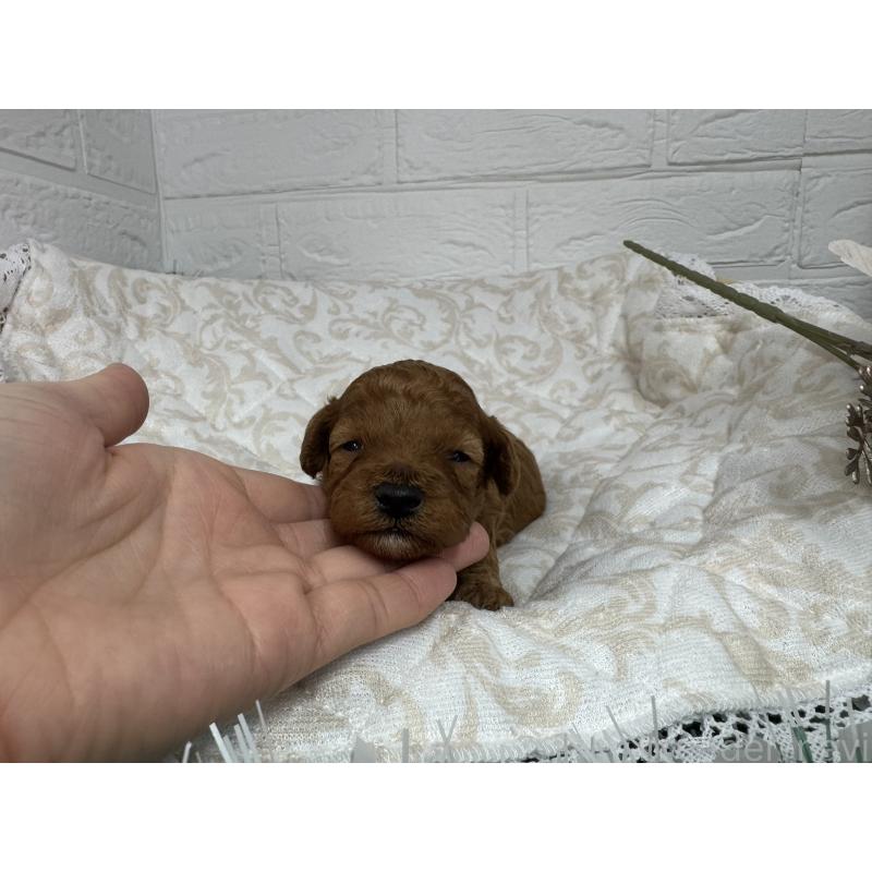 販売中の愛知県のトイプードル-429742の2枚目