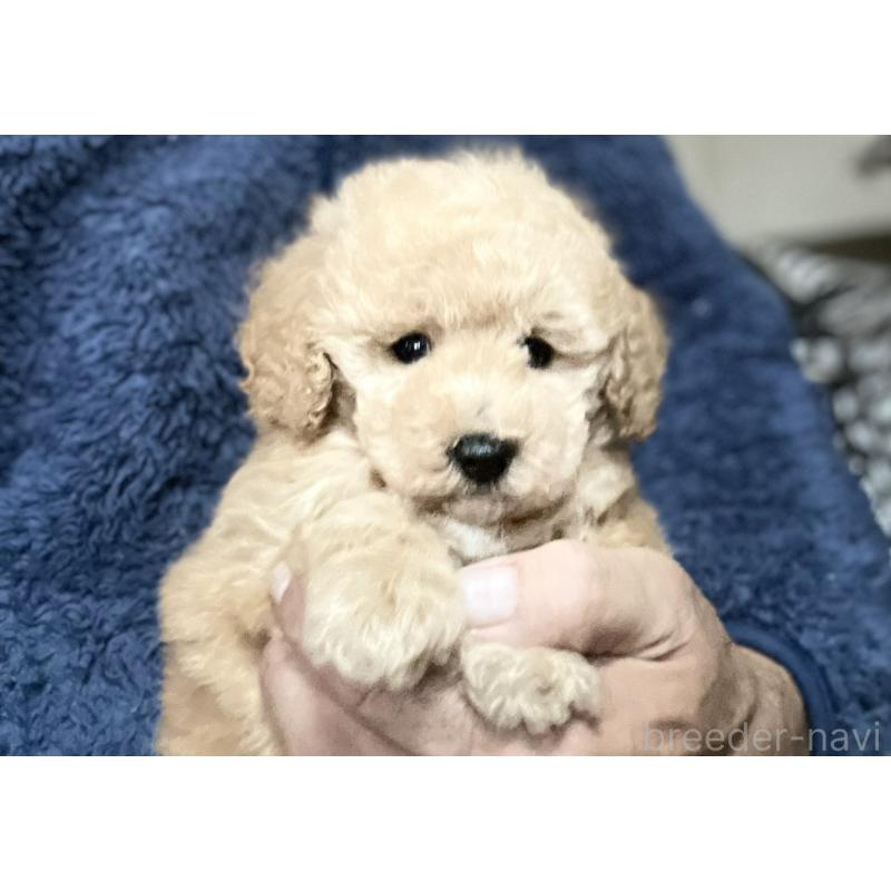 販売中の埼玉県のトイプードル-429736の1枚目