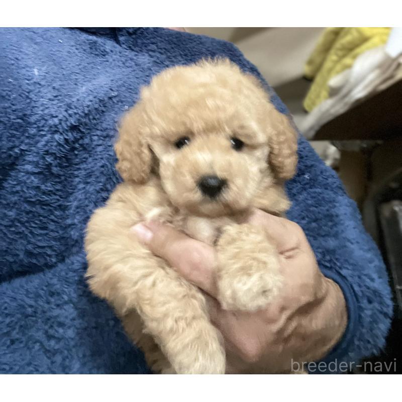 販売中の埼玉県のトイプードル-429736の5枚目