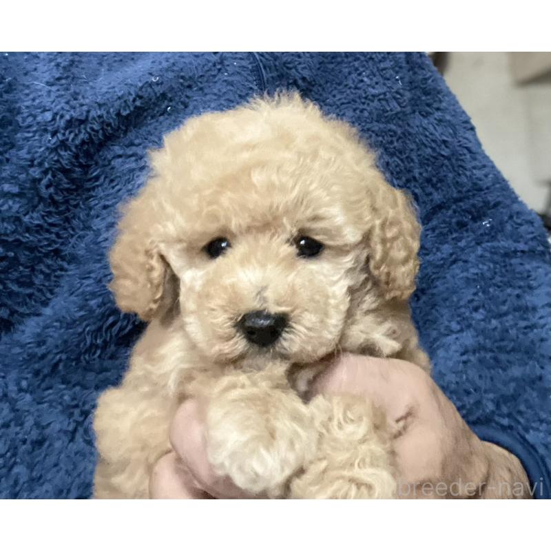 販売中の埼玉県のトイプードル-429736の4枚目