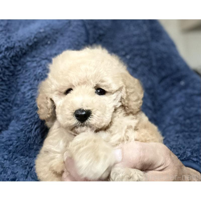 販売中の埼玉県のトイプードル-429736の3枚目