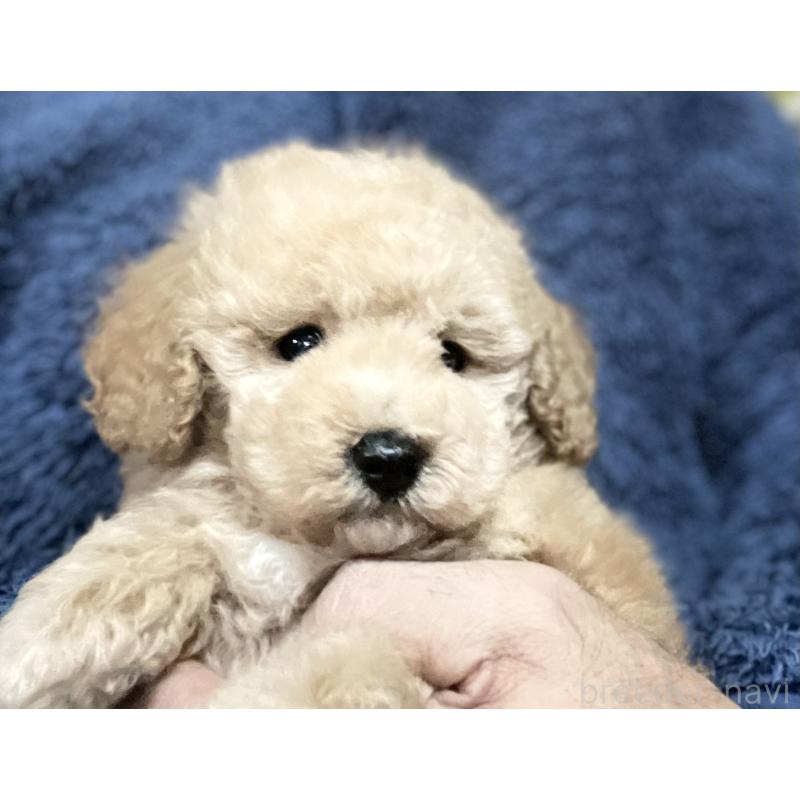 販売中の埼玉県のトイプードル-429736の2枚目