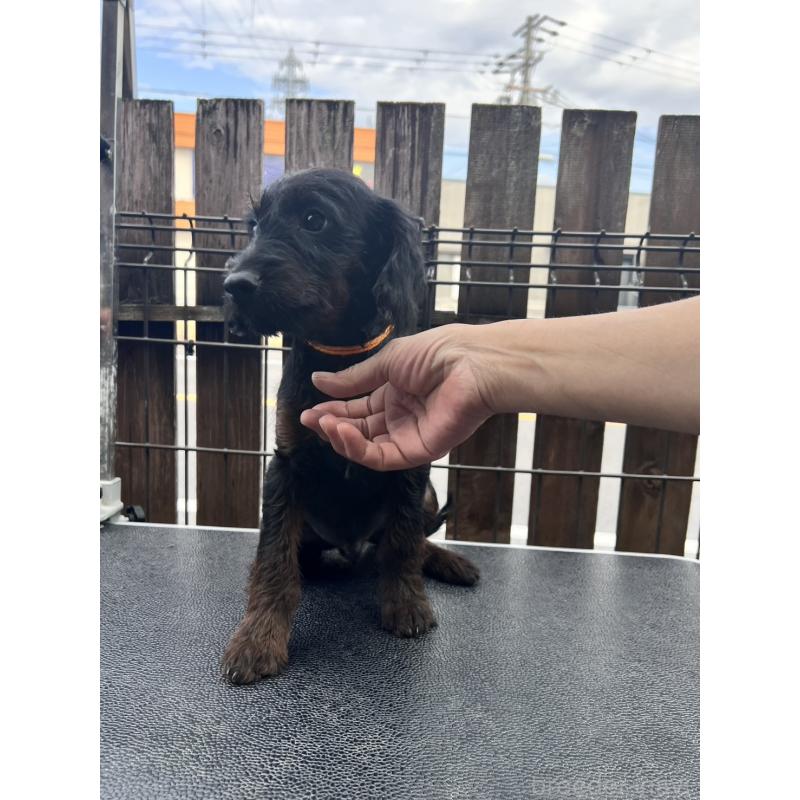 販売中の滋賀県のミックス犬-429737の3枚目